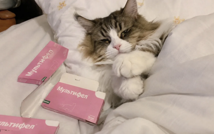 Болеющий кот