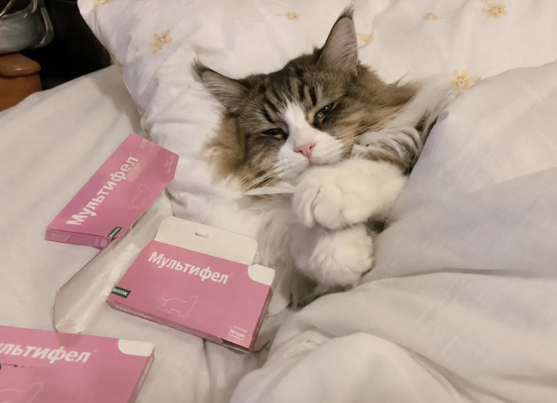 Болеющий кот