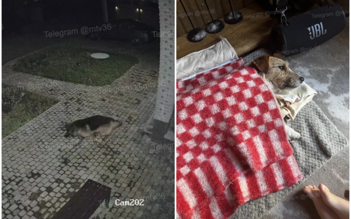 Овчарка напала на джек-рассела в селе Чертовицы — раны зашивали три с половиной часа