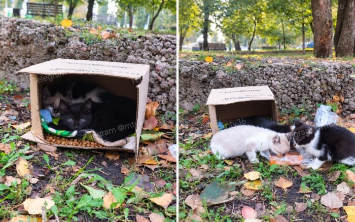 «Мой и твой Воронеж» помог трём выброшенным в коробке котятам найти новый дом