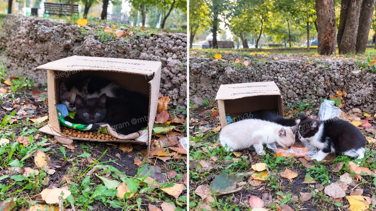 «Мой и твой Воронеж» помог трём выброшенным в коробке котятам найти новый дом