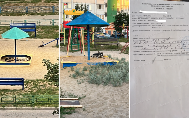 Жители ЖК на Ростовской пожаловались на стаю бездомных собак: они кусают взрослых и детей