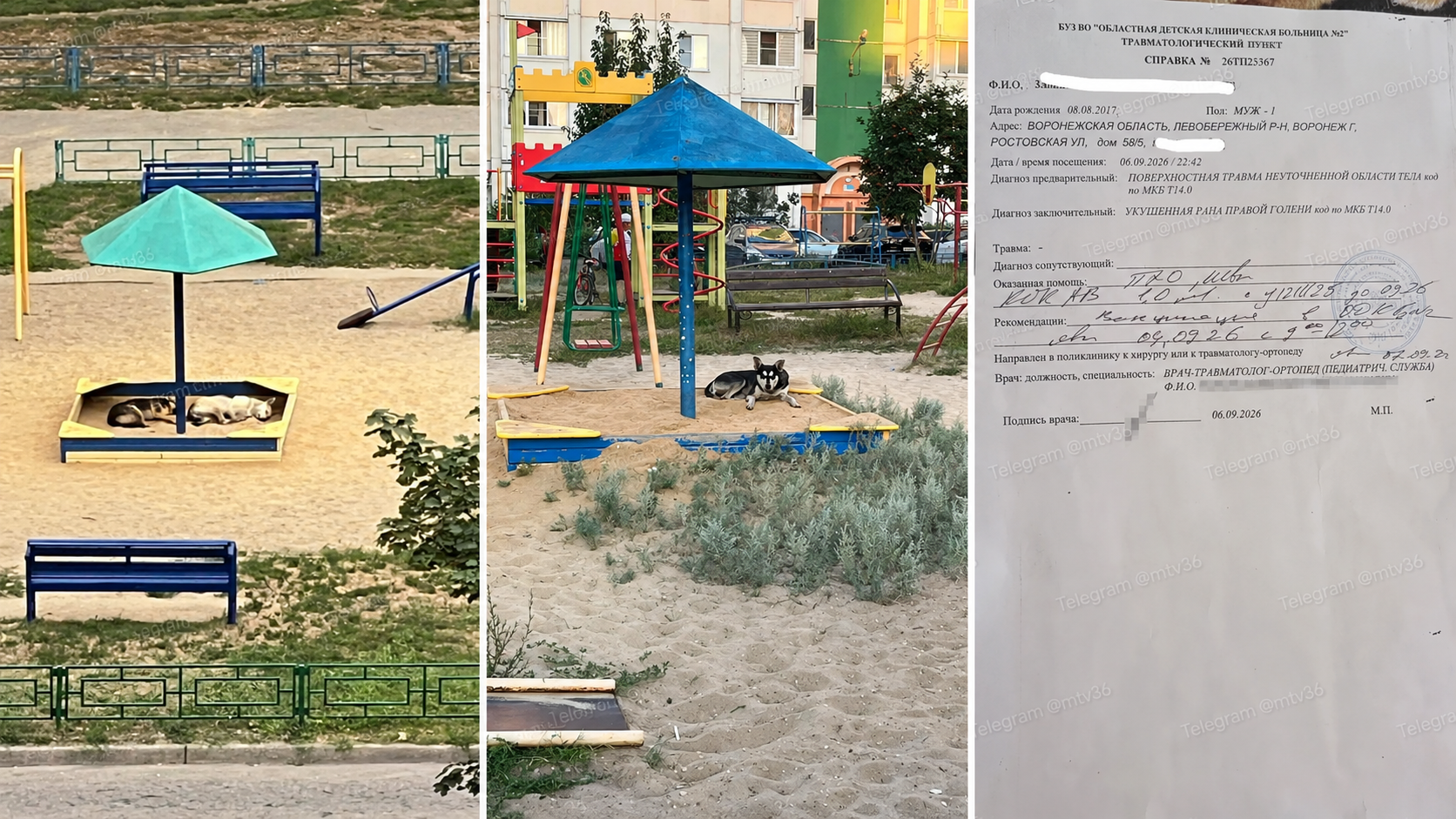 Жители ЖК на Ростовской пожаловались на стаю бездомных собак: они кусают взрослых и детей
