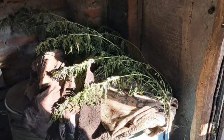 У жителя Воронежской области нашли более 500 граммов марихуаны