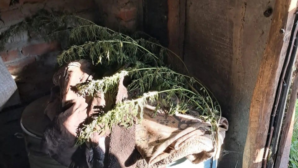 У жителя Воронежской области нашли более 500 граммов марихуаны