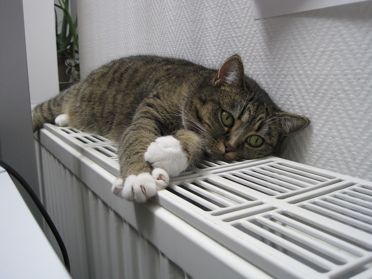 кот, животные, домашние животные, отопление, спать, отопление, отопление, отопление, отопление, отопление